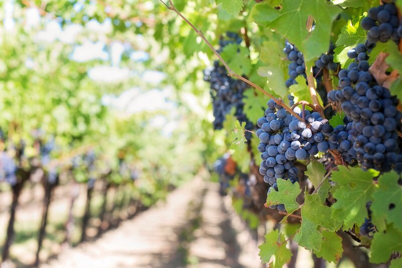 grapevines in a vineyard