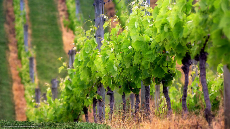 Grapevines in a Vineyard — Green, Serene