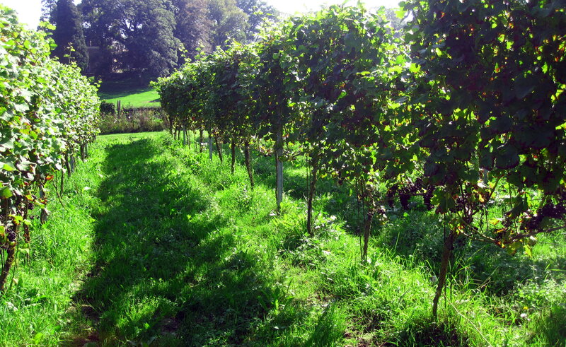 Grapevines in a Vineyard — Green