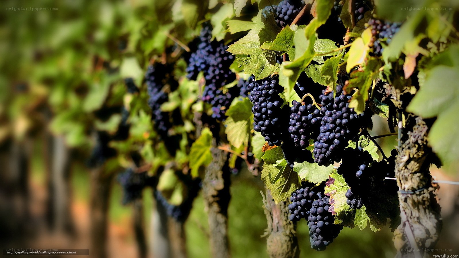 grapevines in a vineyard