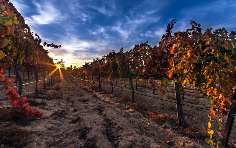 Grapevines in Vineyard — Blue, Serene, Sunrise