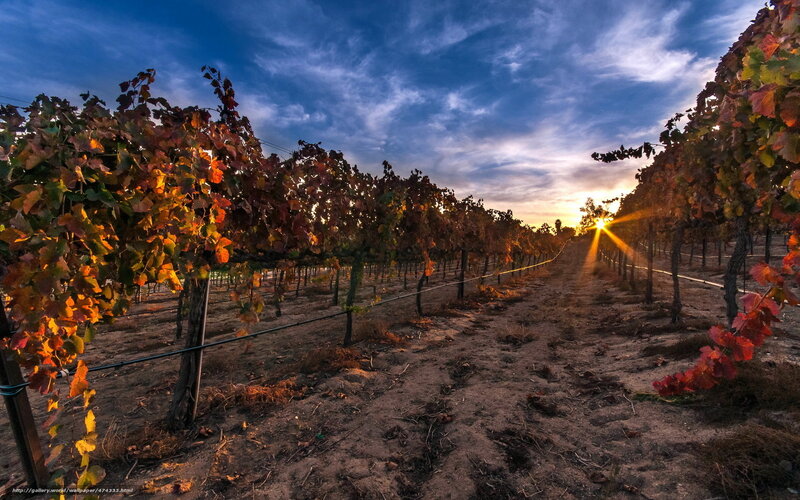 Grapevines in Vineyard — Blue, Serene