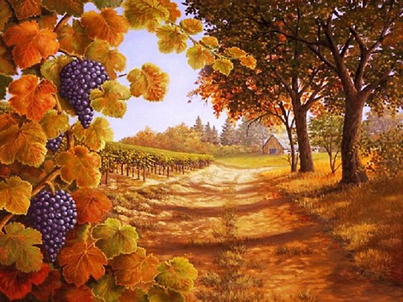 Grapevines in Vineyard — Orange