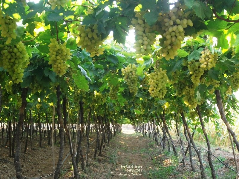 Grapevines in Vineyard