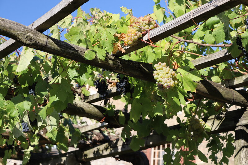 Grapevines on Trellis