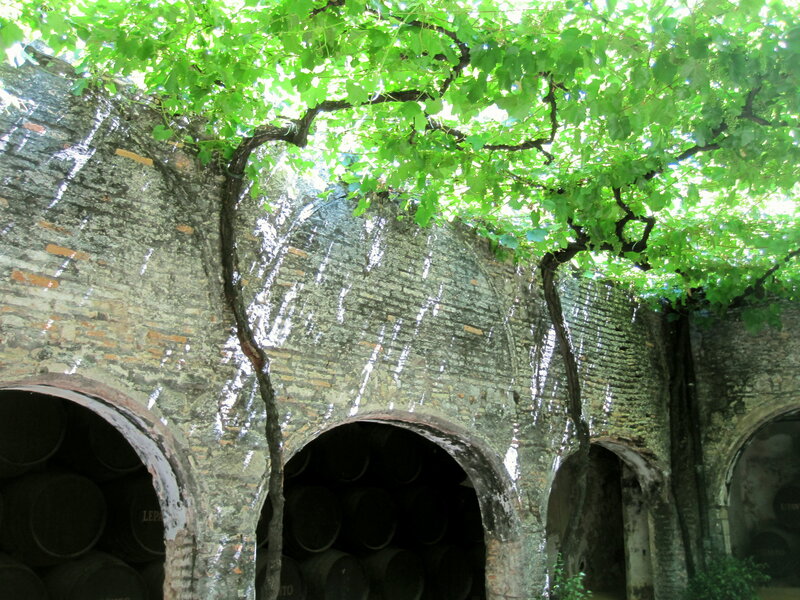 Grapevines over Wine Cellar