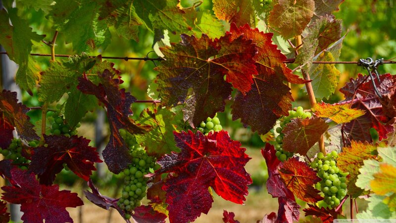 Grapevines with Green Grapes