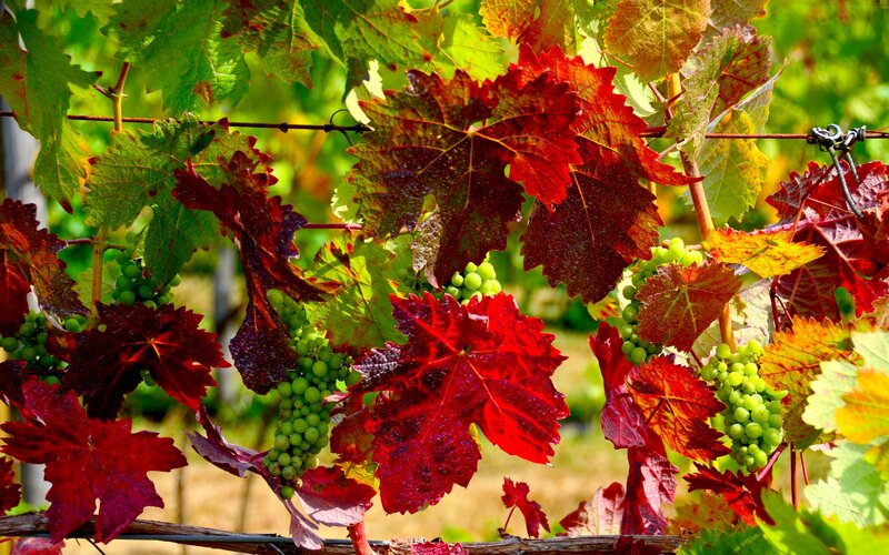 Grapevines with Red Leaves