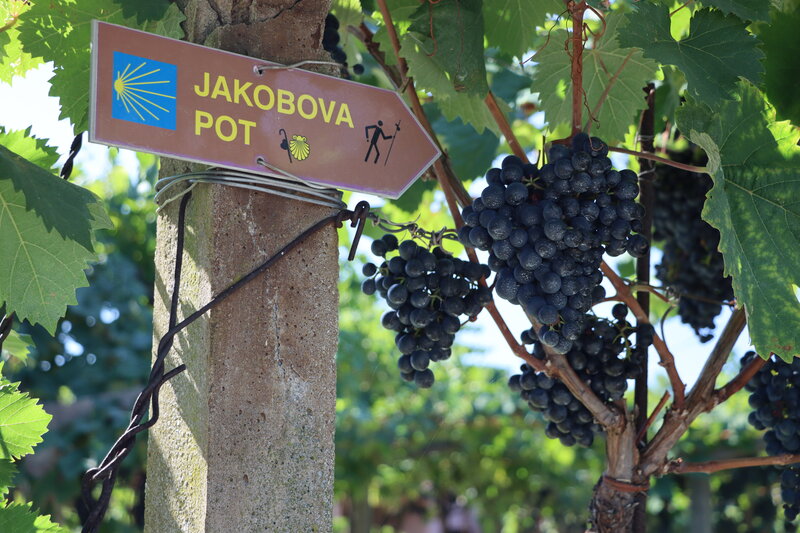 Grapevines with Sign