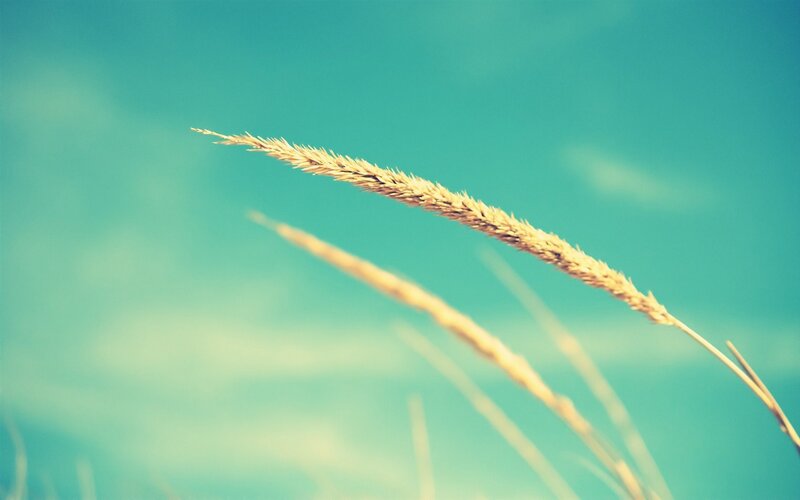 Grass against a blue sky