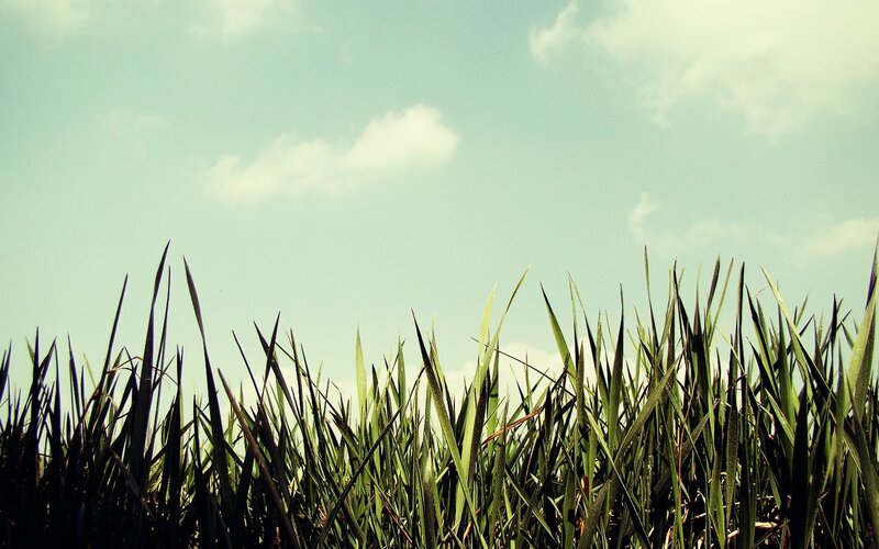 Grass against a blue sky