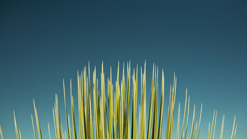 Grass against blue sky