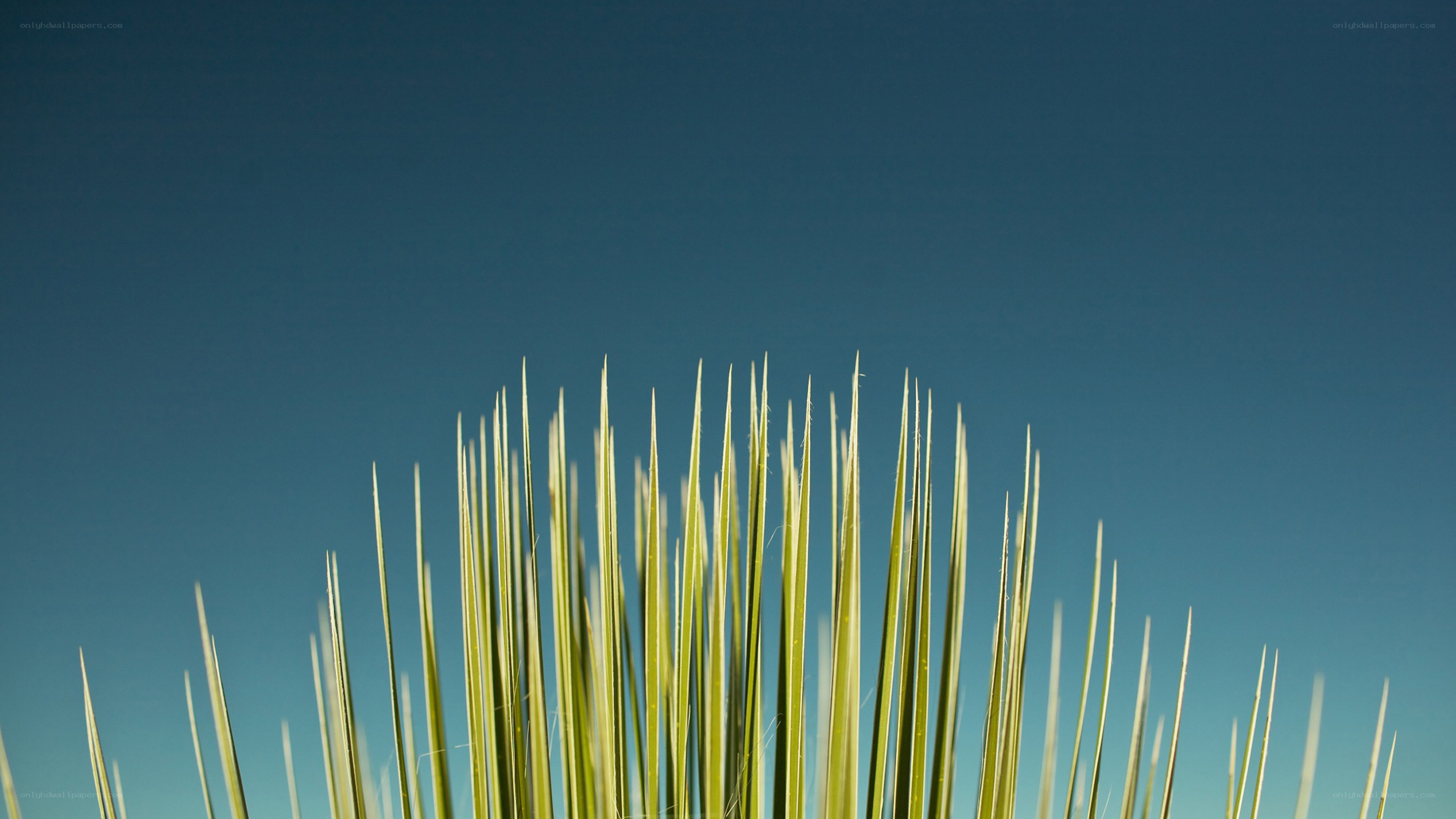 Grass against blue sky