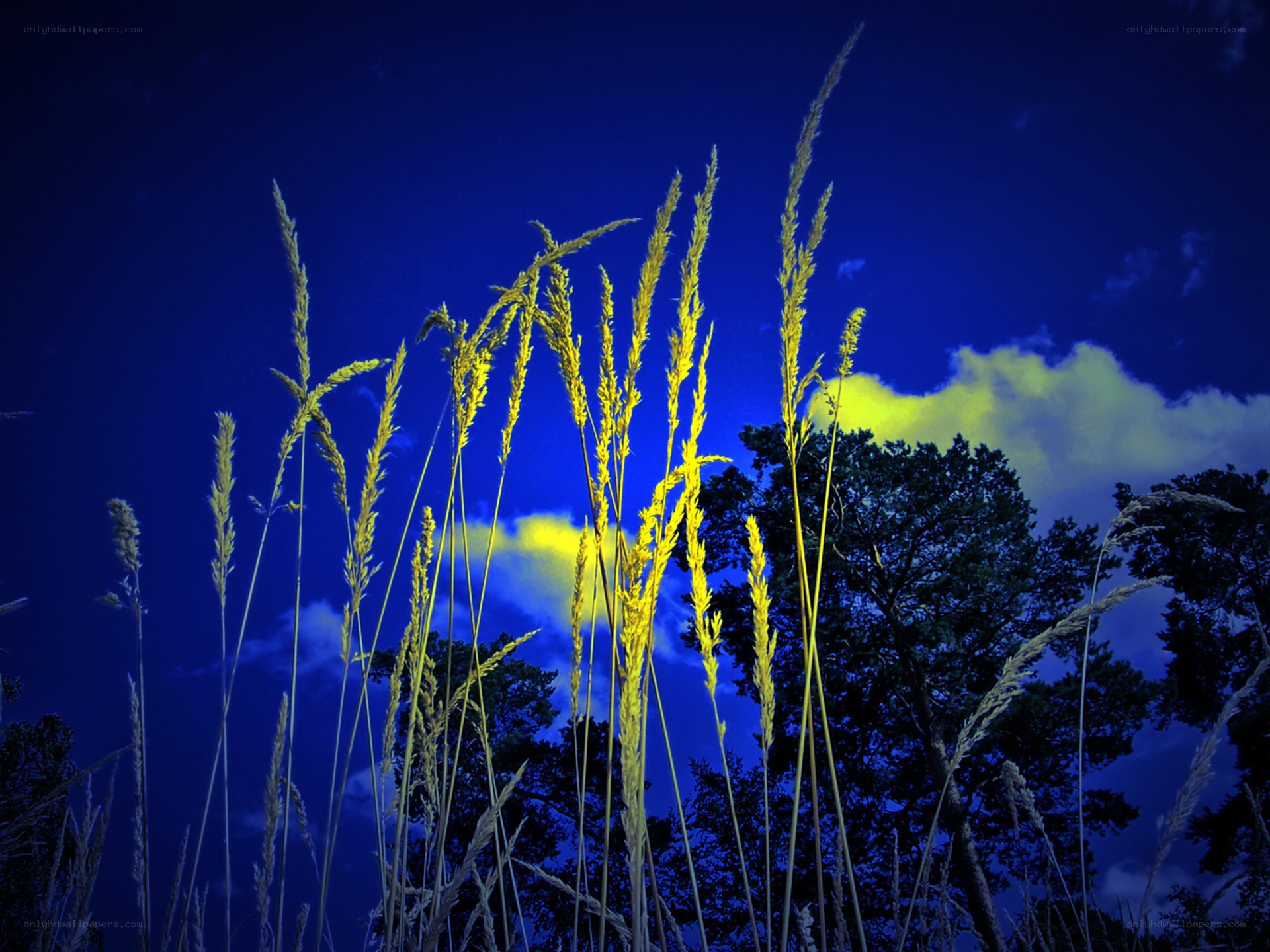 Grass against blue sky