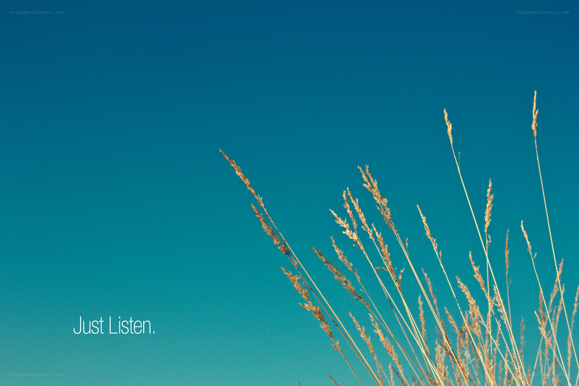 Grass against blue sky