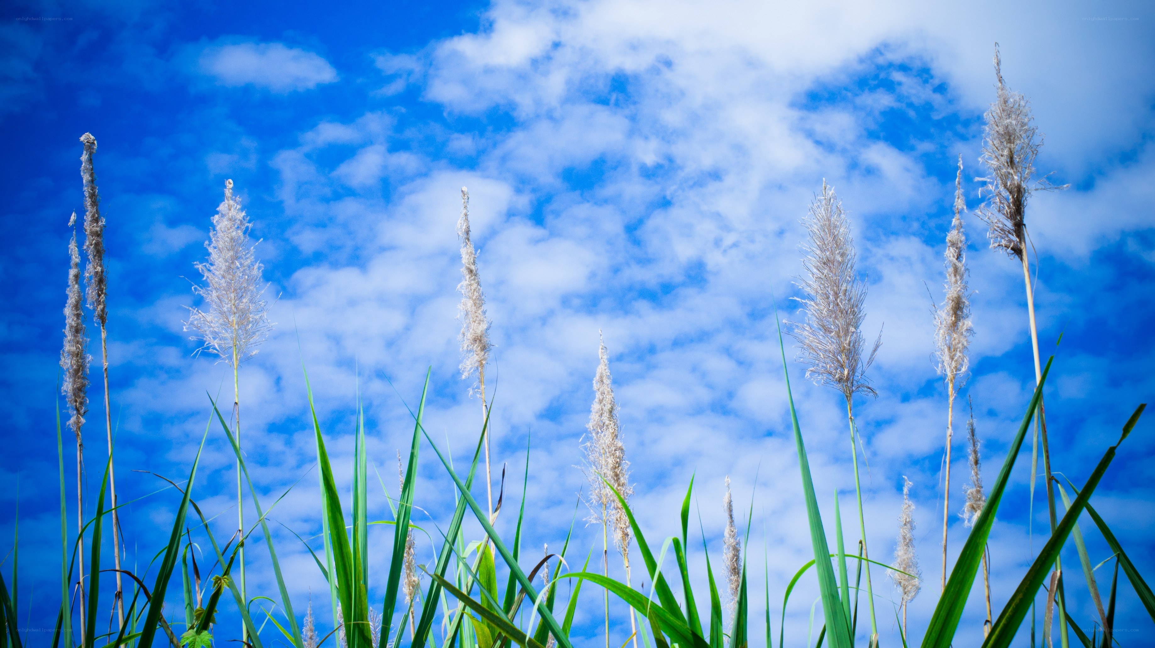 Grass against blue sky