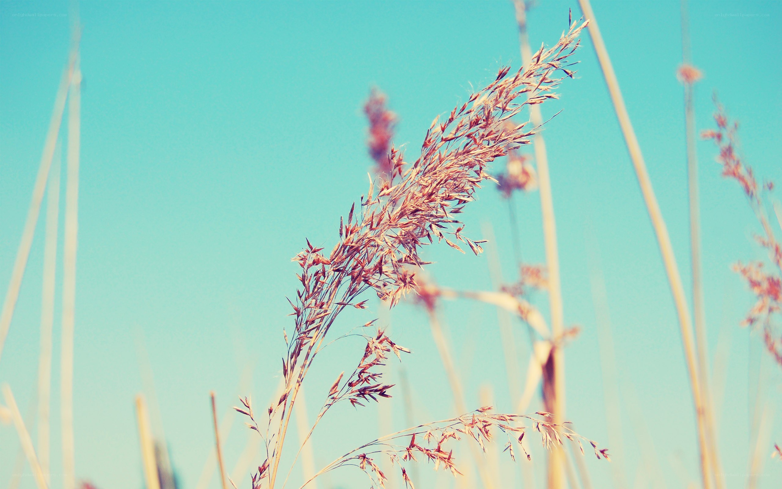 Grass against blue sky