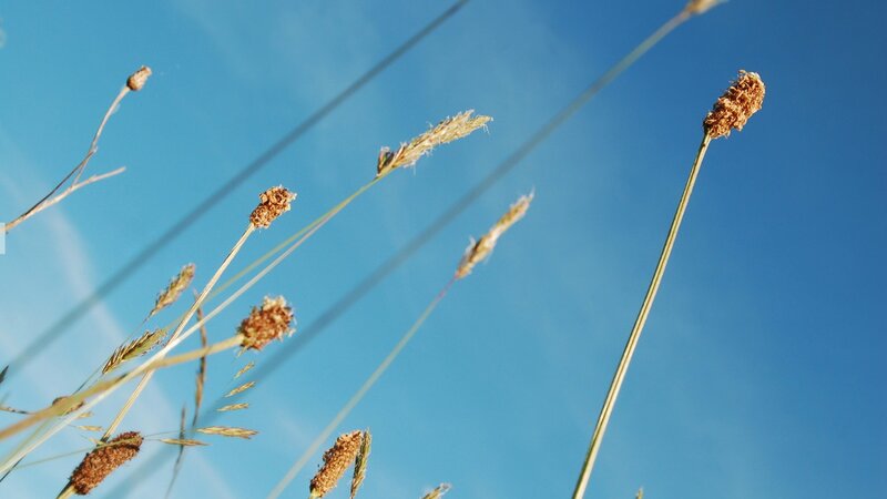 Grass against blue sky