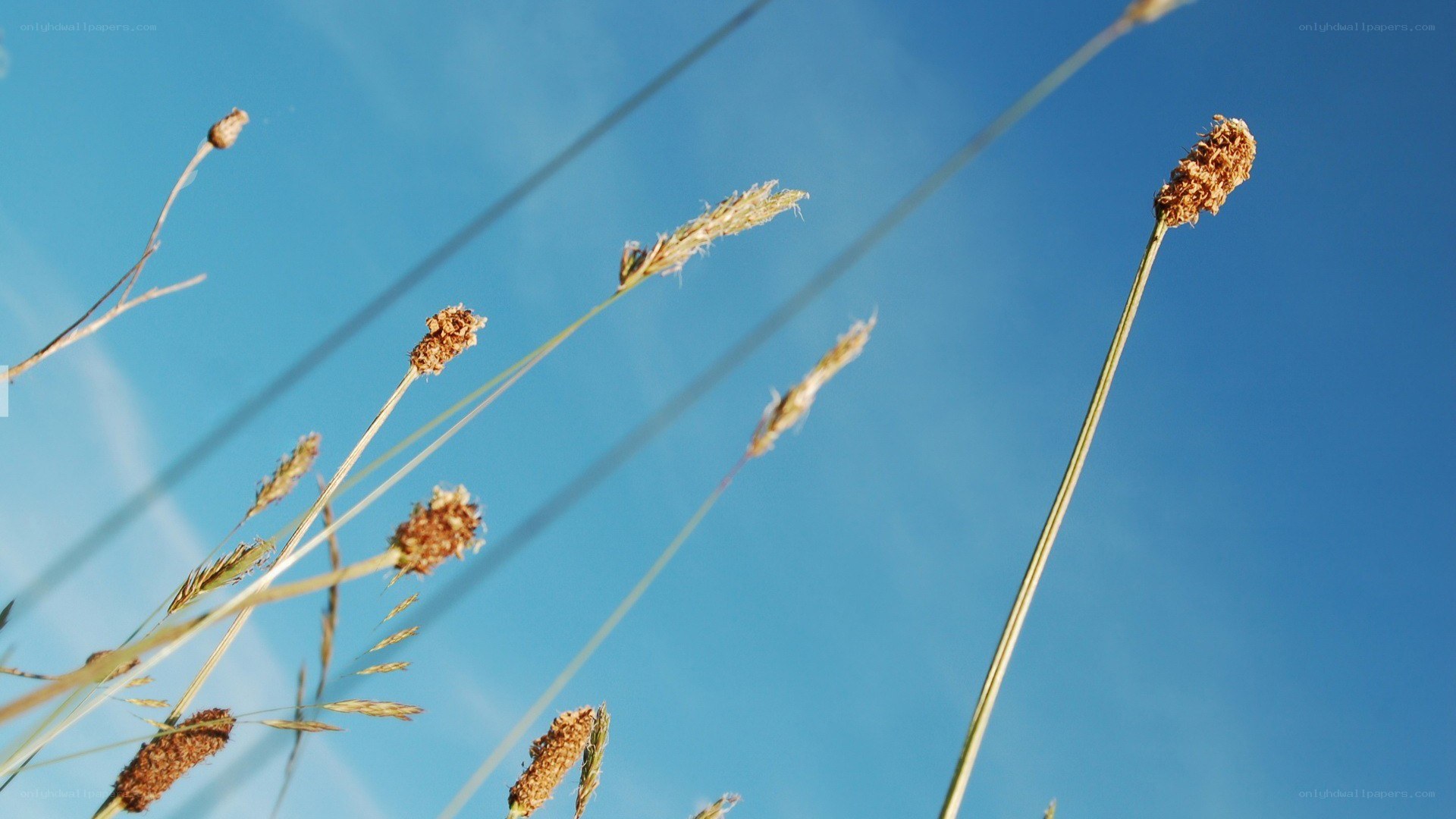 Grass against blue sky