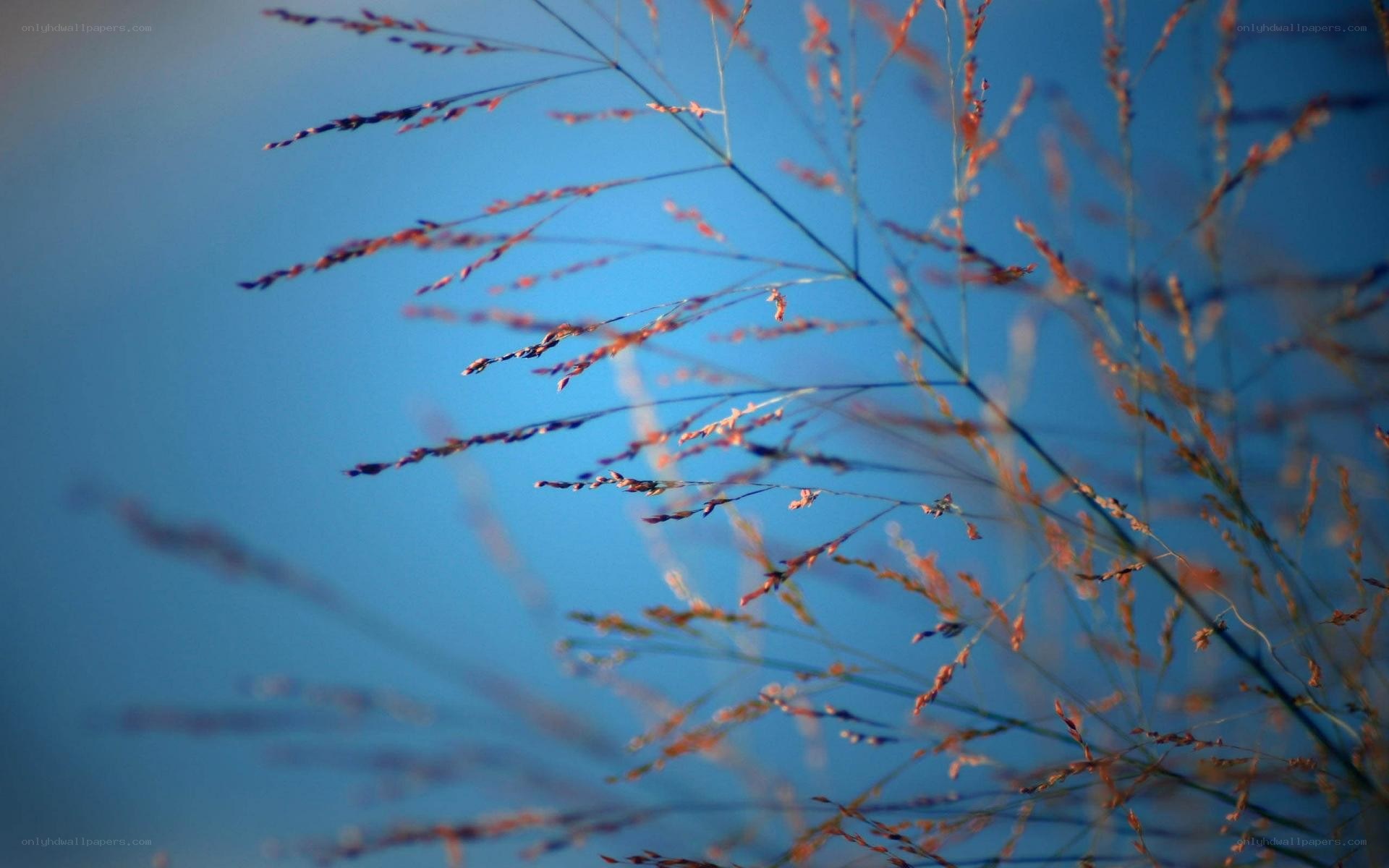 grass against blue sky