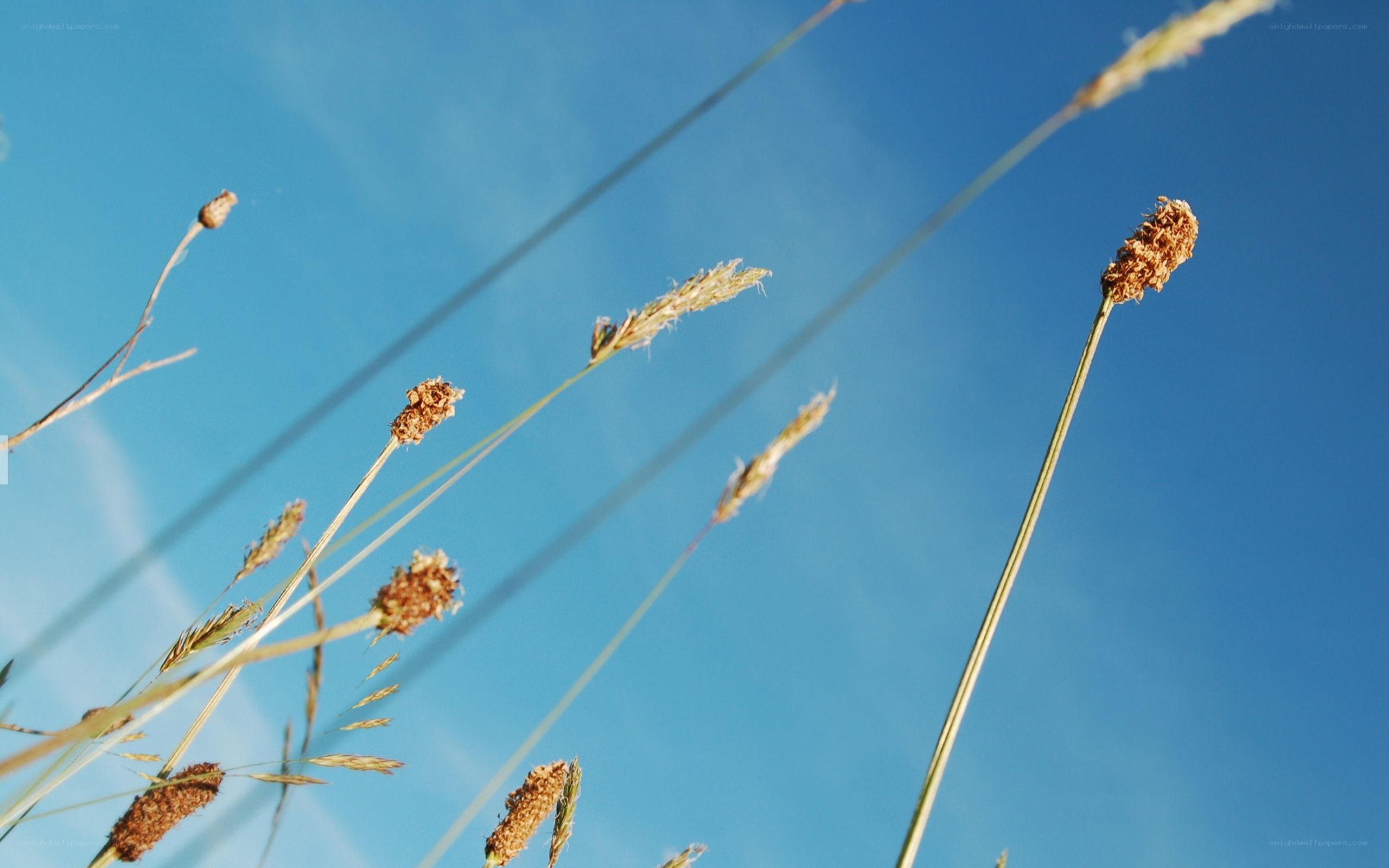 Grass against blue sky