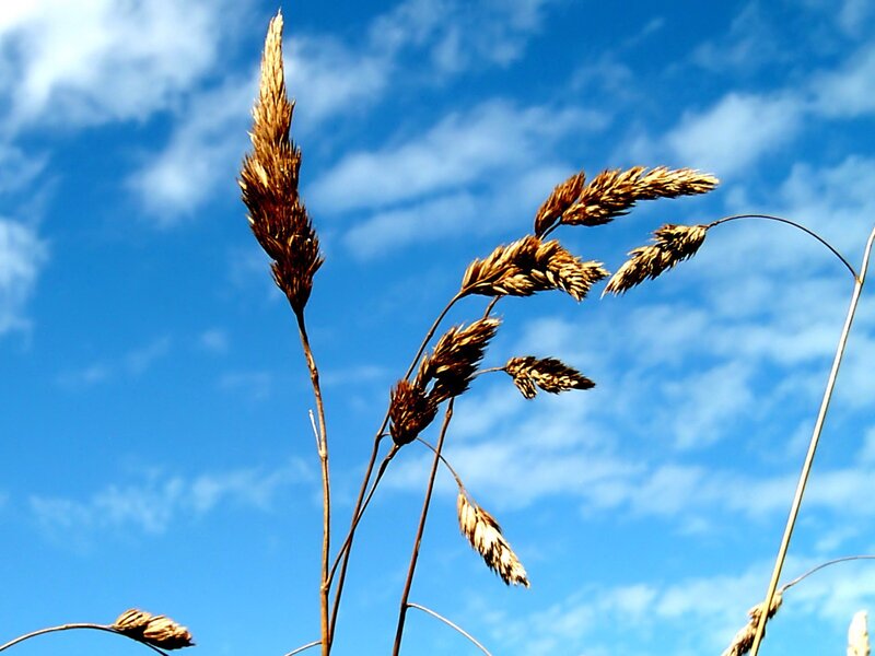 Grass against blue sky