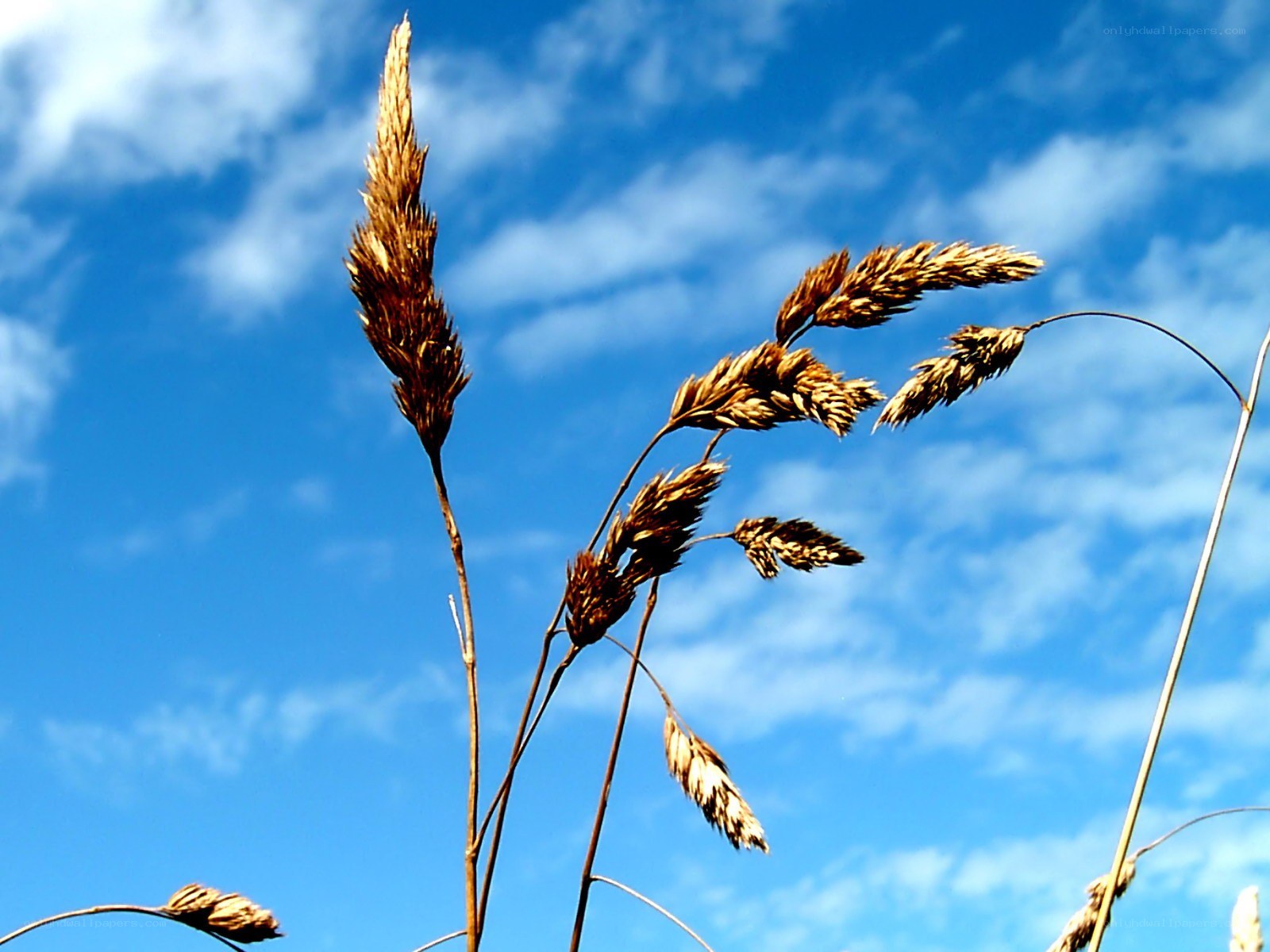 Grass against blue sky