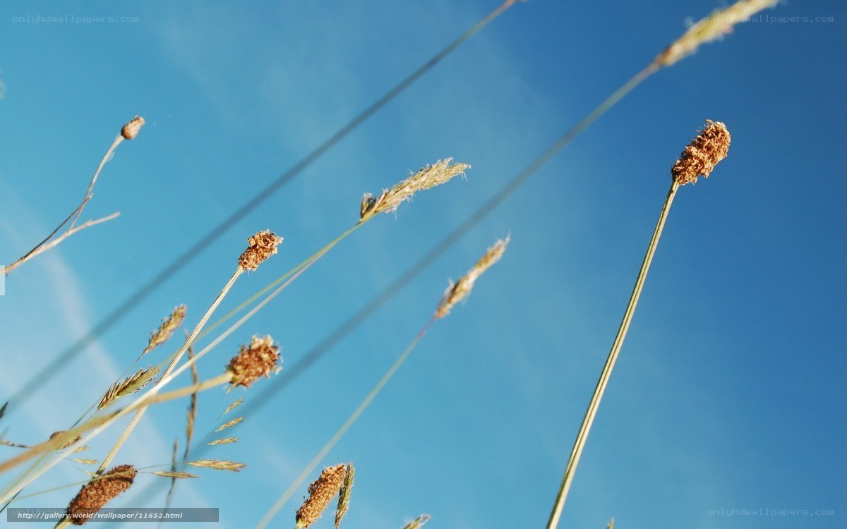 Grass against blue sky