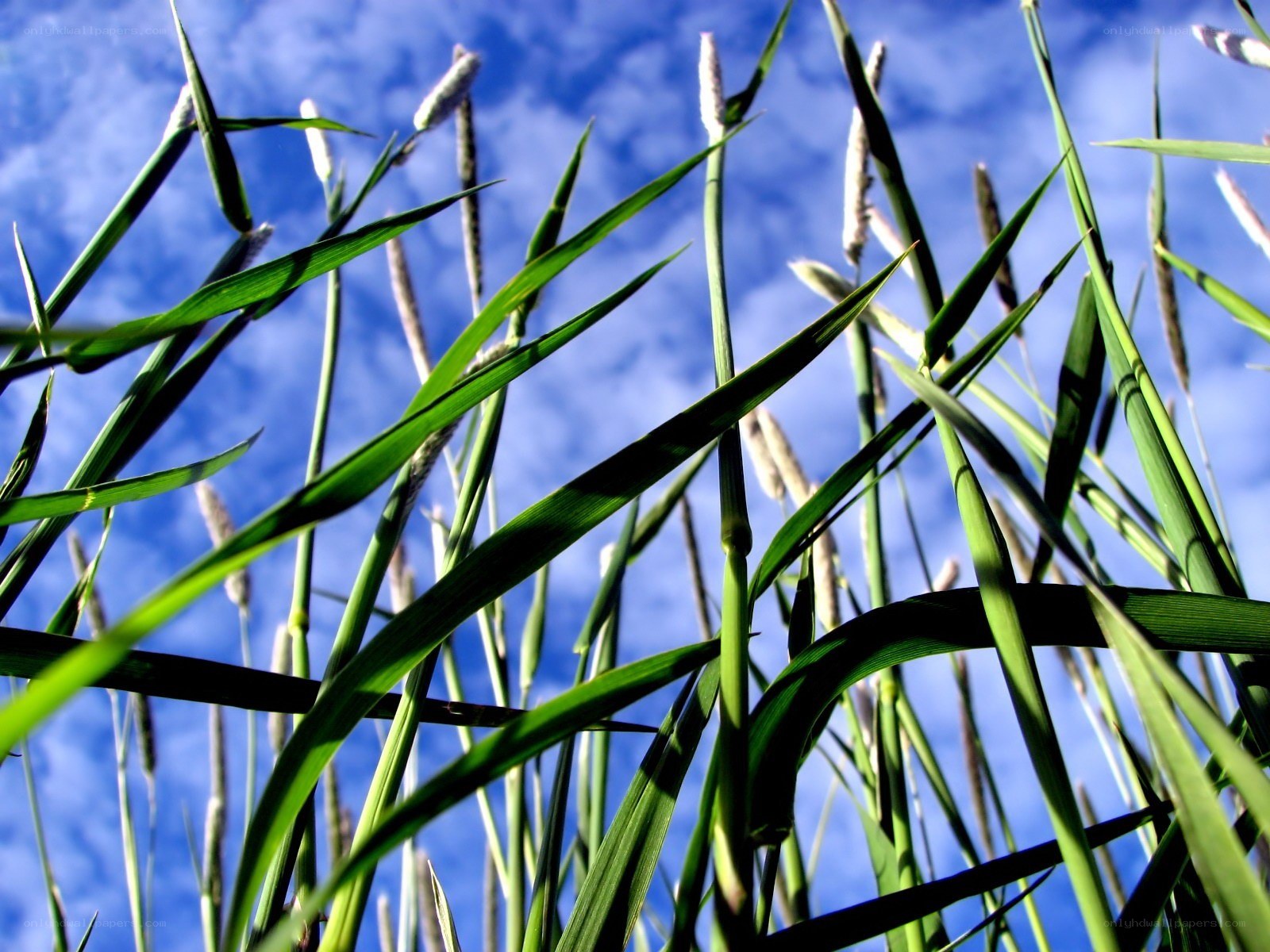 Grass against blue sky