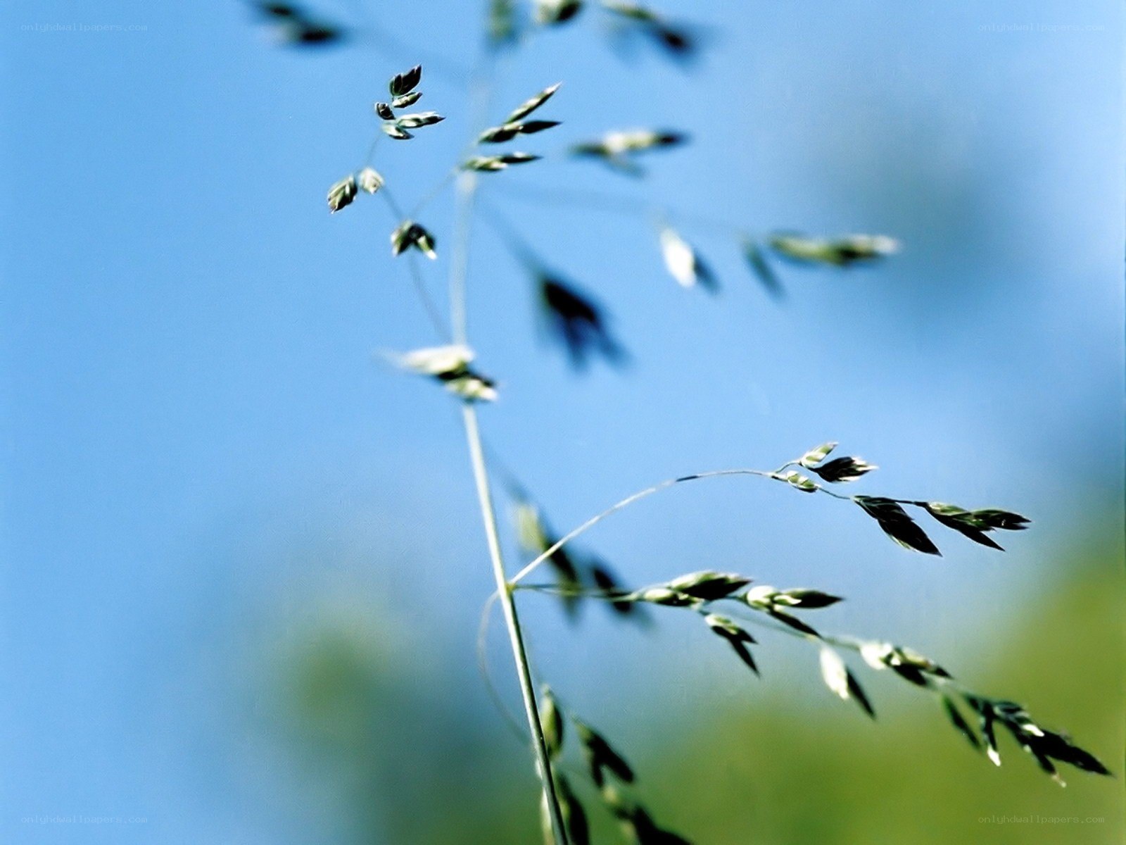 Grass against blue sky