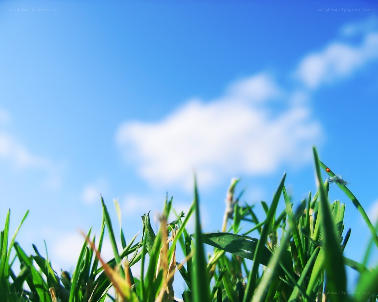 Grass against blue sky