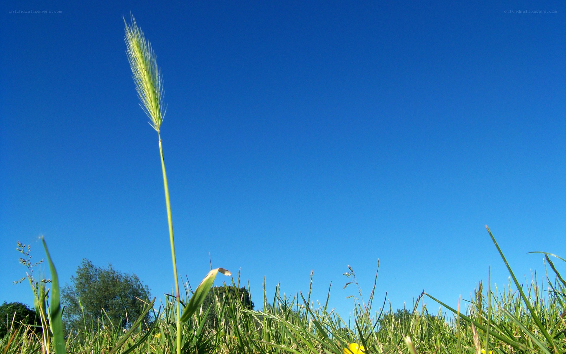 Grass against blue sky
