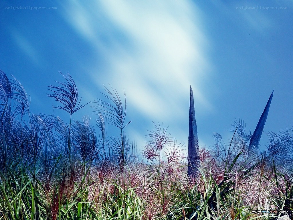 Grass against blue sky