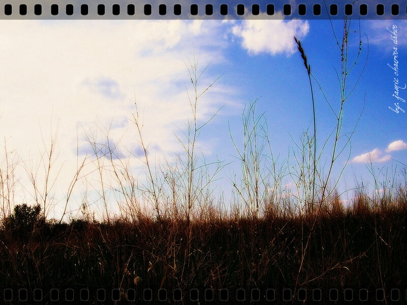 Grass against blue sky