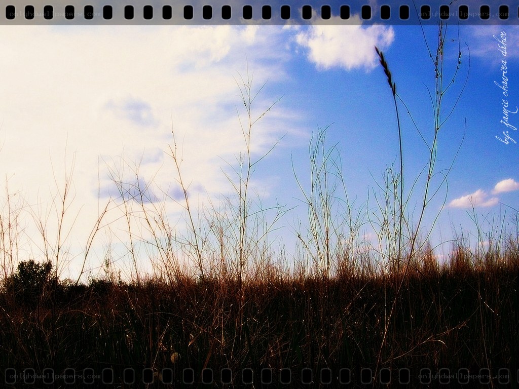 Grass against blue sky
