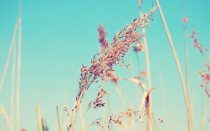 Grass against blue sky