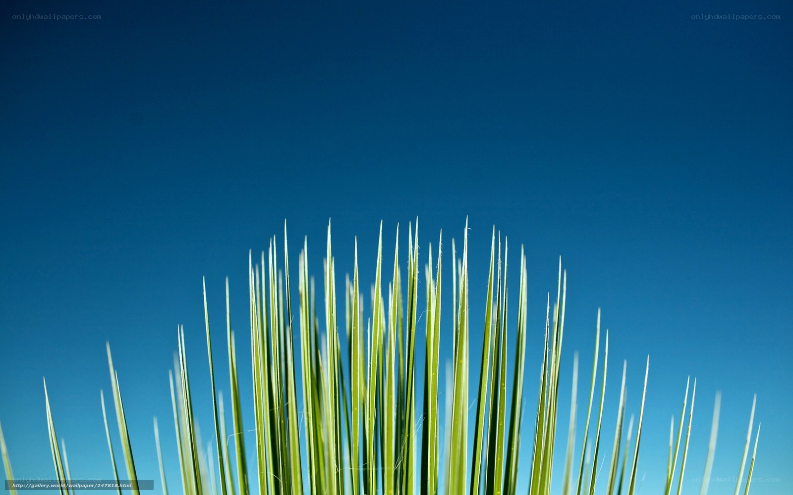 Grass against blue sky
