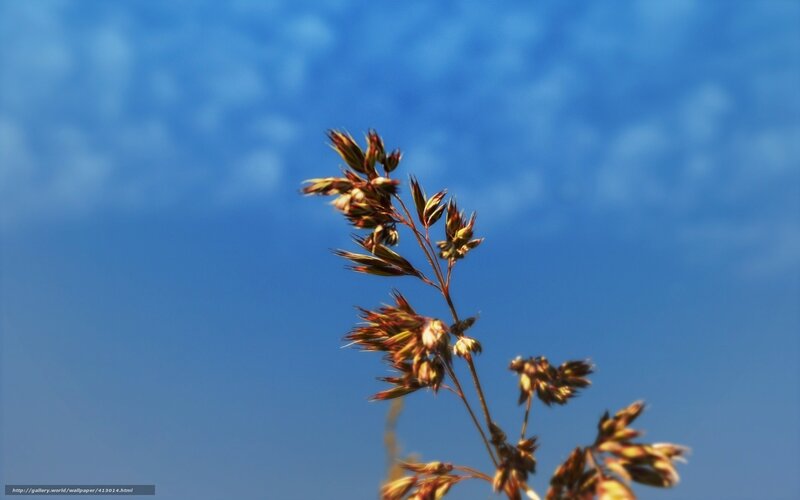 Grass against blue sky