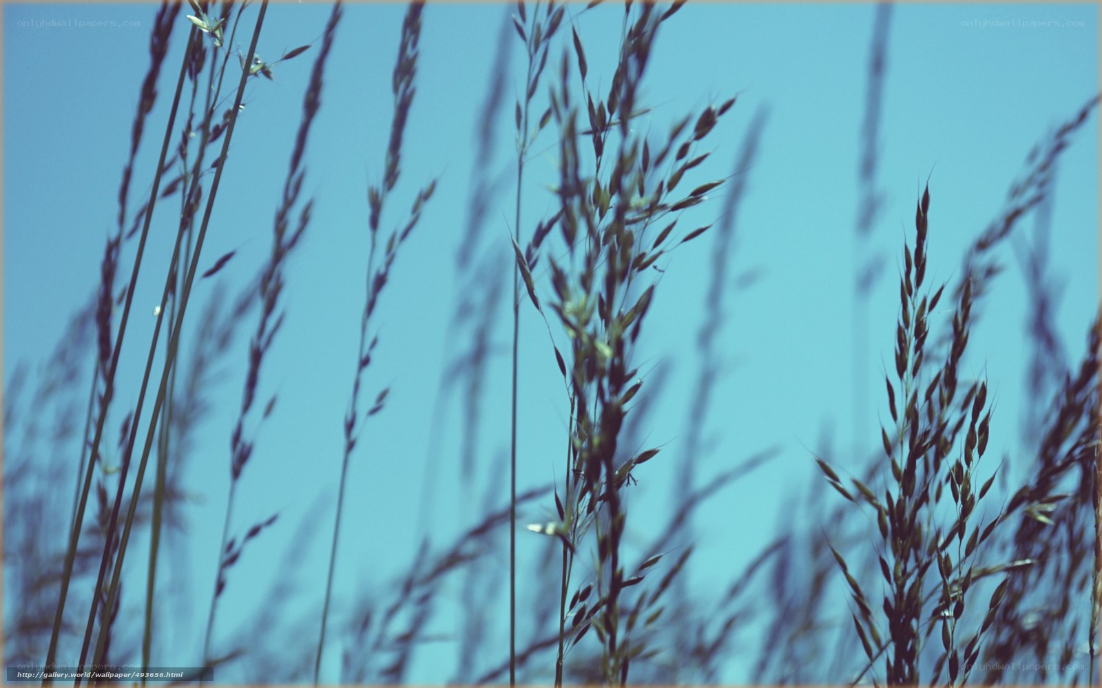 Grass against blue sky