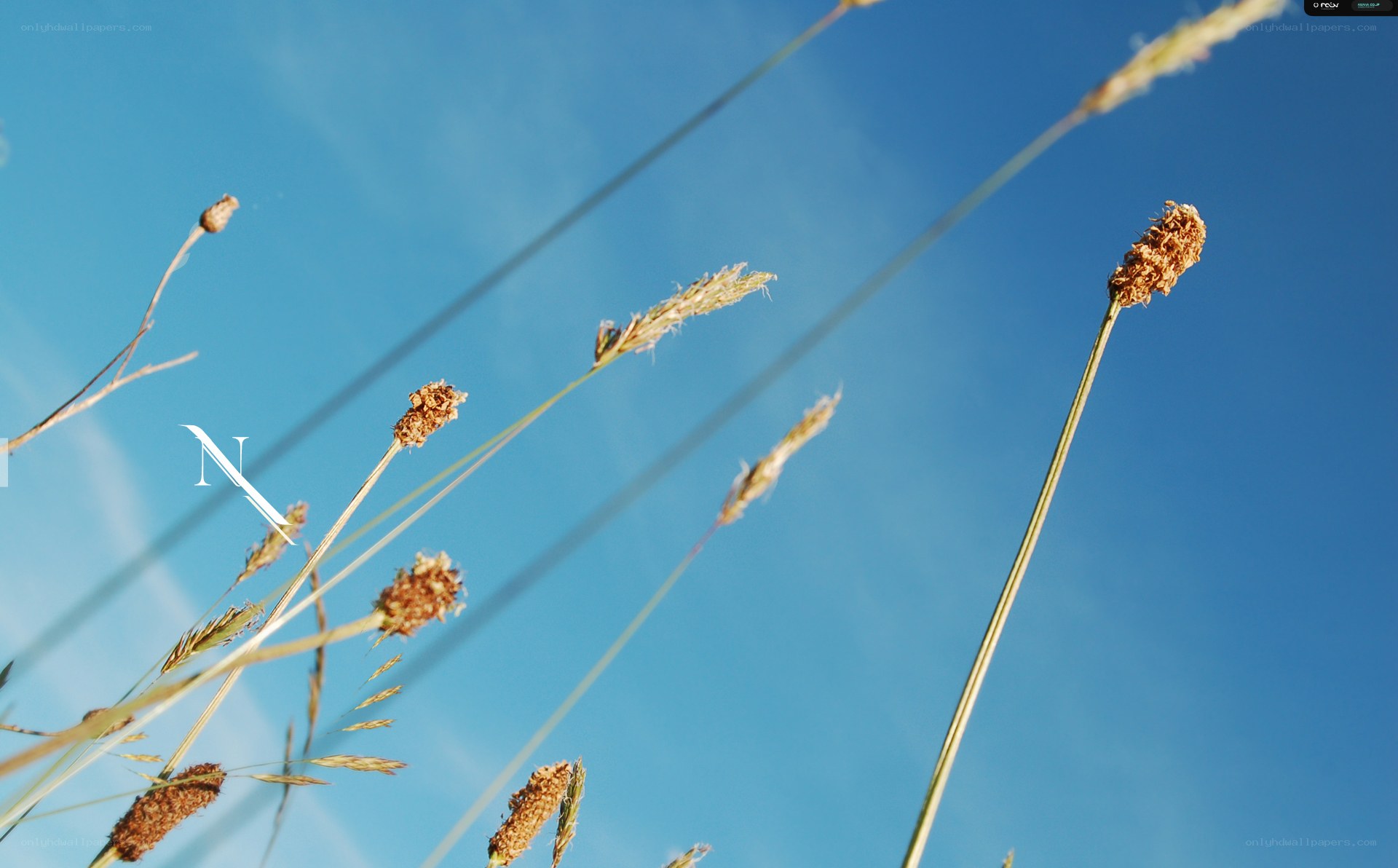 Grass against blue sky