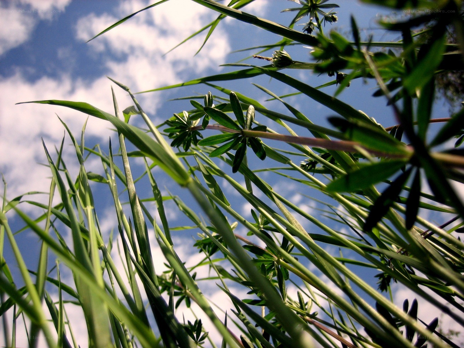 Grass against blue sky