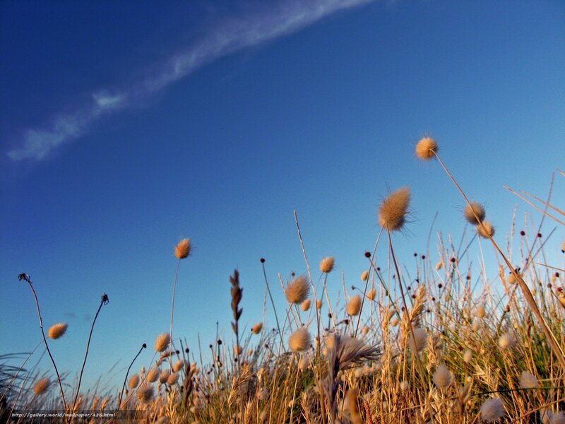 Grass against blue sky