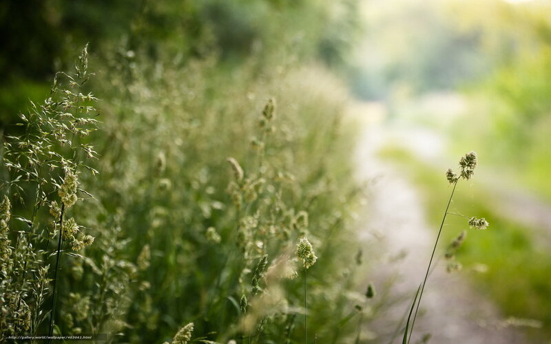 Grass along a sunlit path