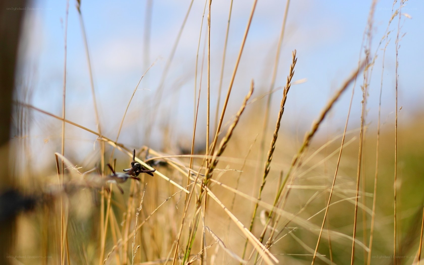 Grass and barbed wire in sunlight