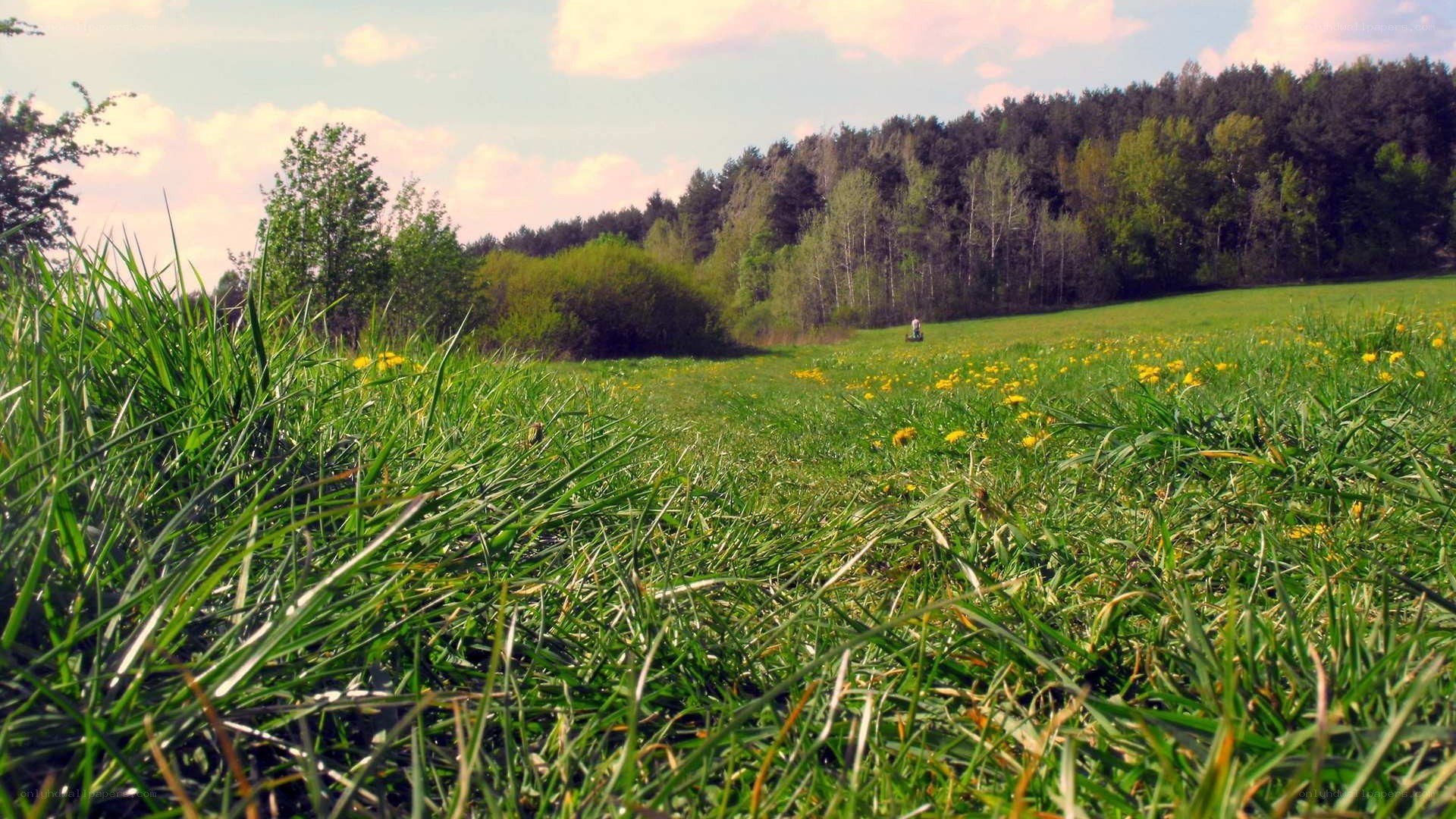 Grass and dandelions in a field