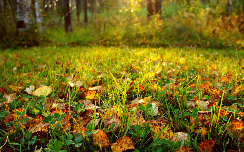 Grass and Fallen Leaves — Green