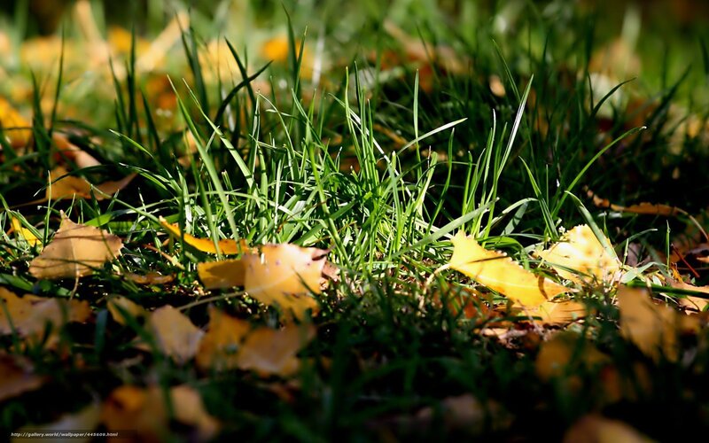 Grass and fallen leaves