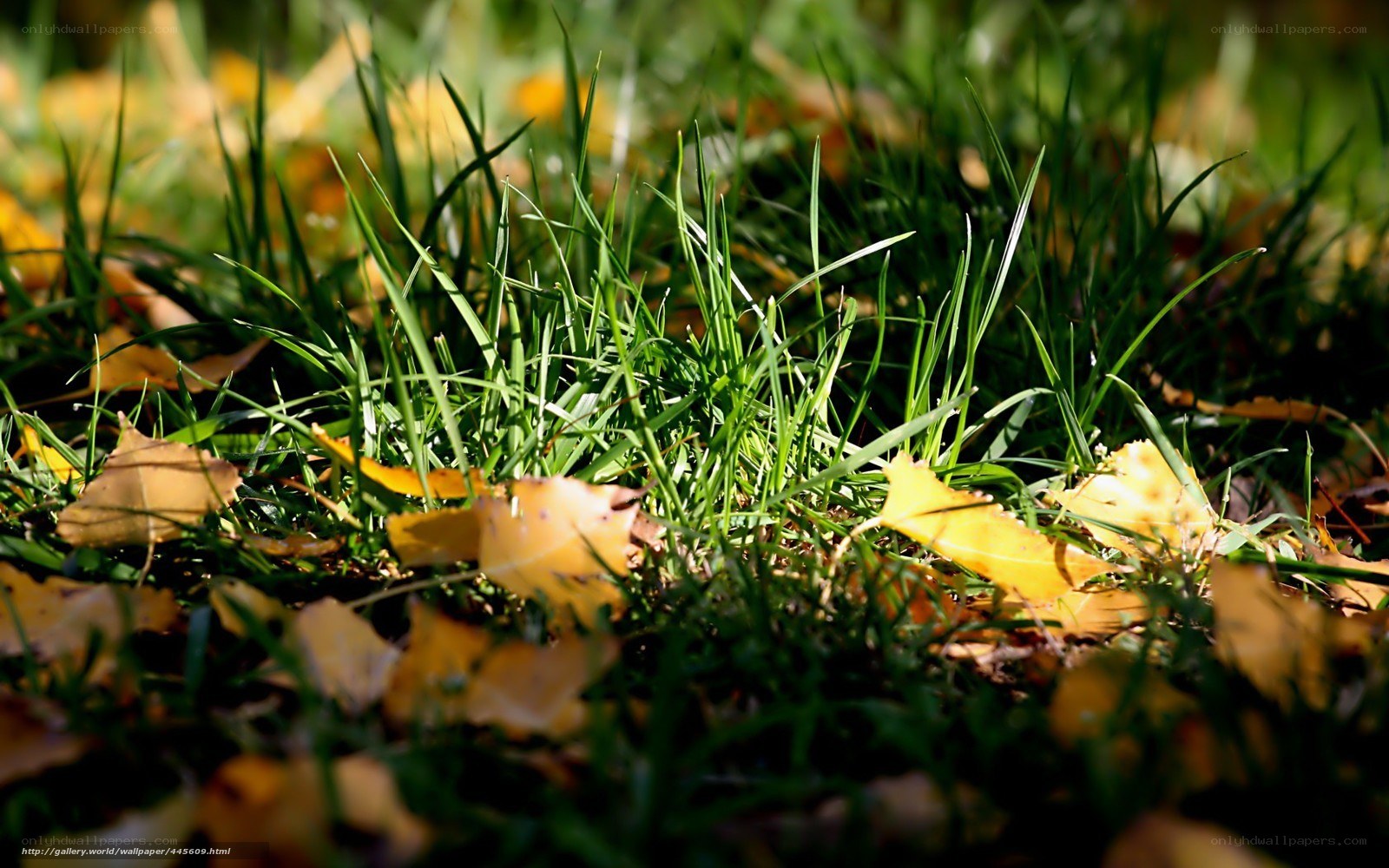 Grass and fallen leaves