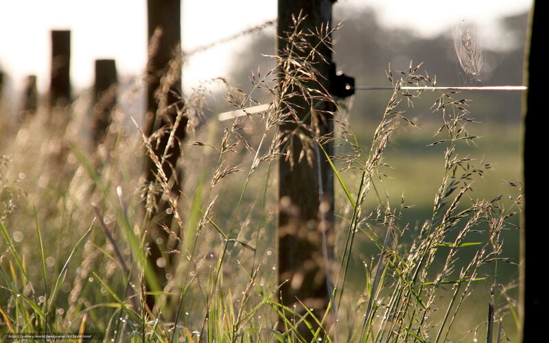 Grass and fence in morning light