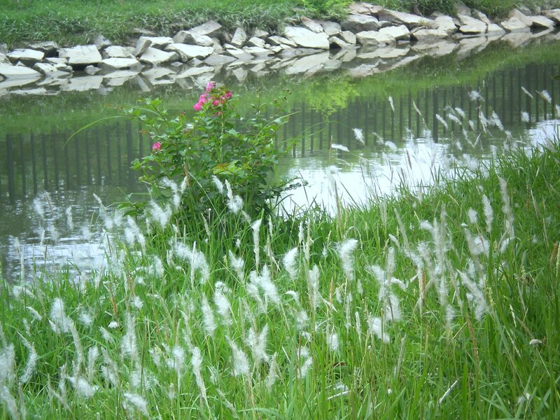 Grass and flowers by a pond